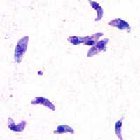 Toxoplasma